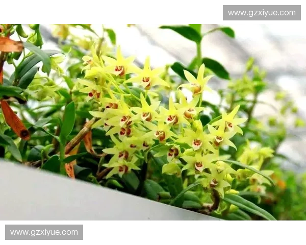 全面解析四川球队最新主场赛程安排与精彩对决详细预览全方位指南